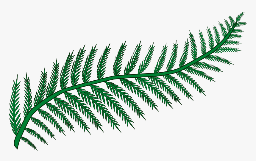 Fern, Png V - Clipart Fern, Transparent Png