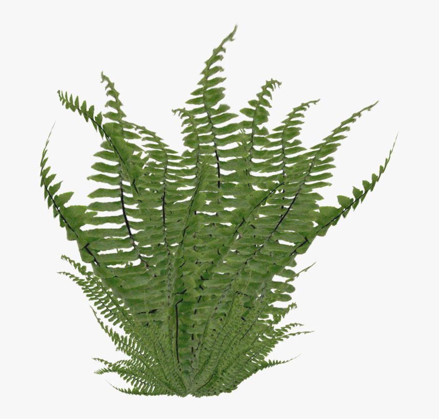 Ostrich Nephrolepis Exaltata Clip - Fern Png, Transparent Png