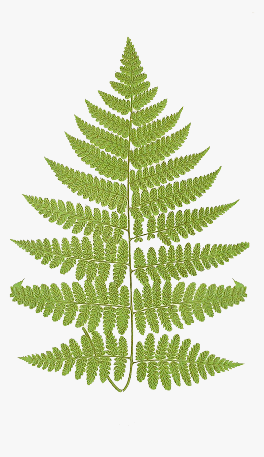 Leaping Frog Designs Frond - Athyrium Filix Femina Png, Transparent Png