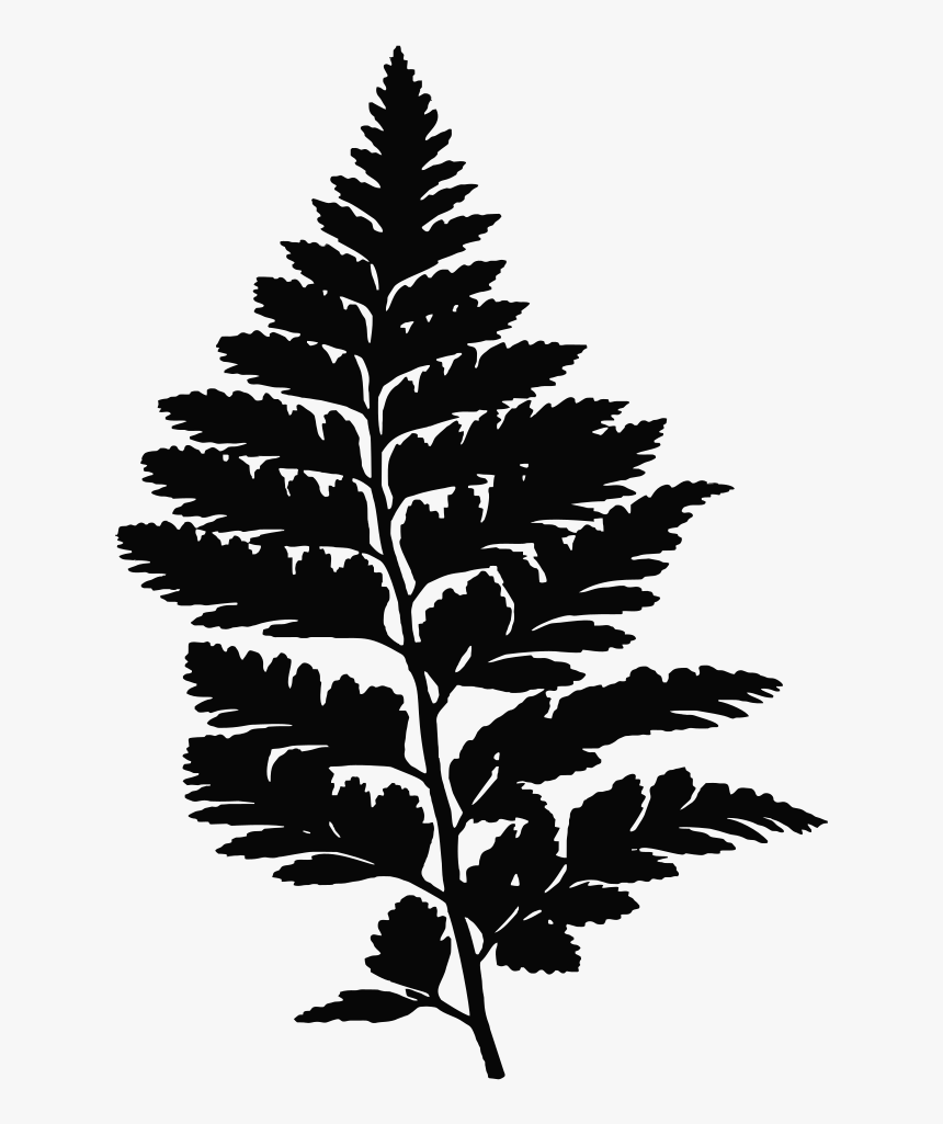 Fern, Leaf, Leaves, Plant, Vegetation, Silhouette - Transparent Fern Leaves, HD Png Download