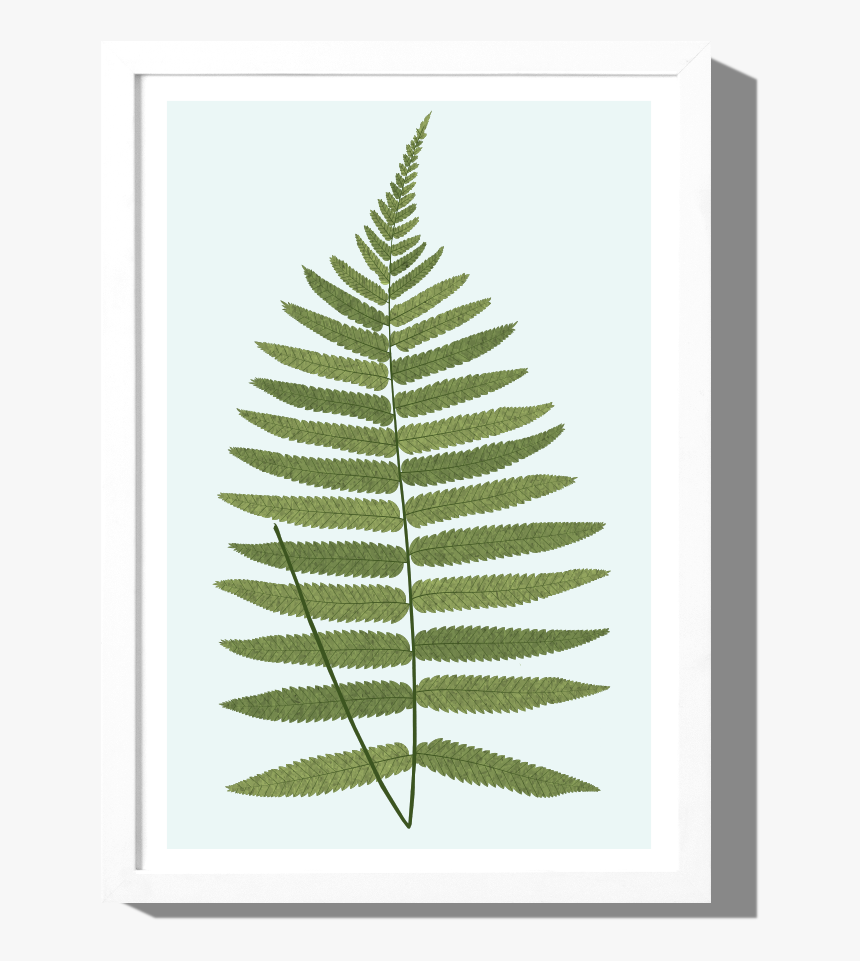 Rkr Products Fern 1, HD Png Download