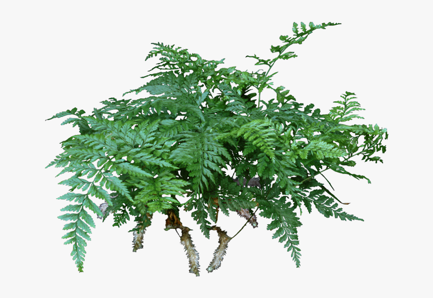 A Rabbit S Foot Fern Is A Lovely Compact Fern That - Rabbit's Foot Fern Png, Transparent Png