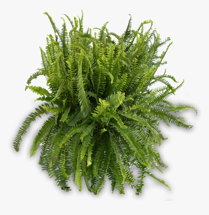 10in Kimberly Queen Fern 900×900 - Fern, HD Png Download