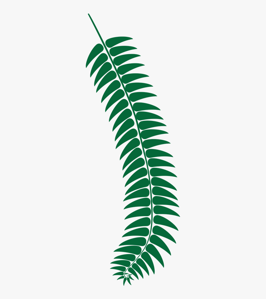 Fern Dark Green - Fern, HD Png Download