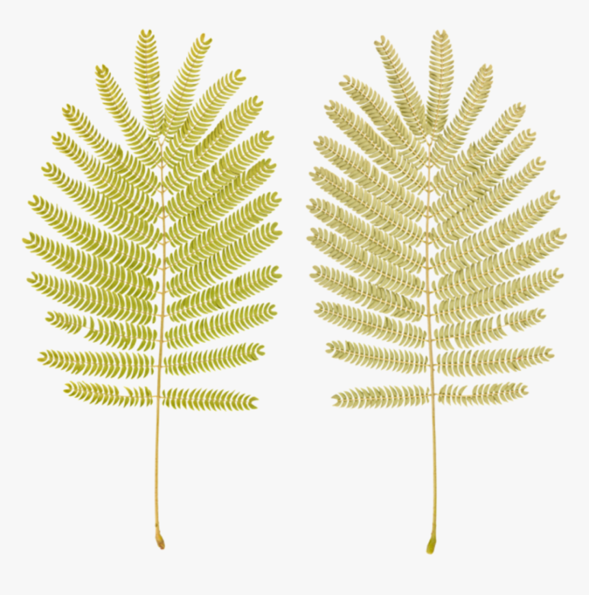 Ostrich Fern , Png Download - Palm Tree, Transparent Png