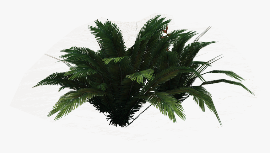 Png Ferns Clipart - Borassus Flabellifer, Transparent Png