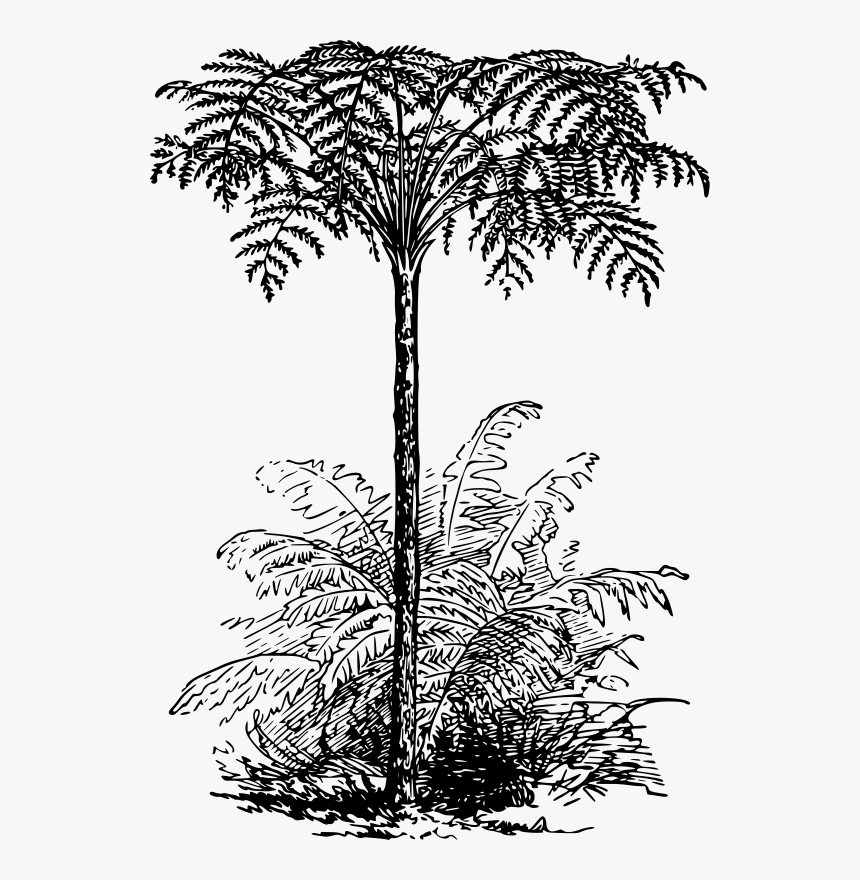 Tree Fern Black And White, HD Png Download