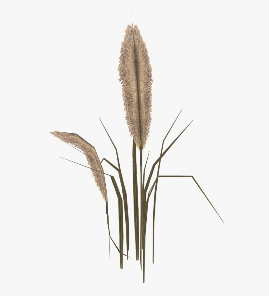 Broomrape, HD Png Download