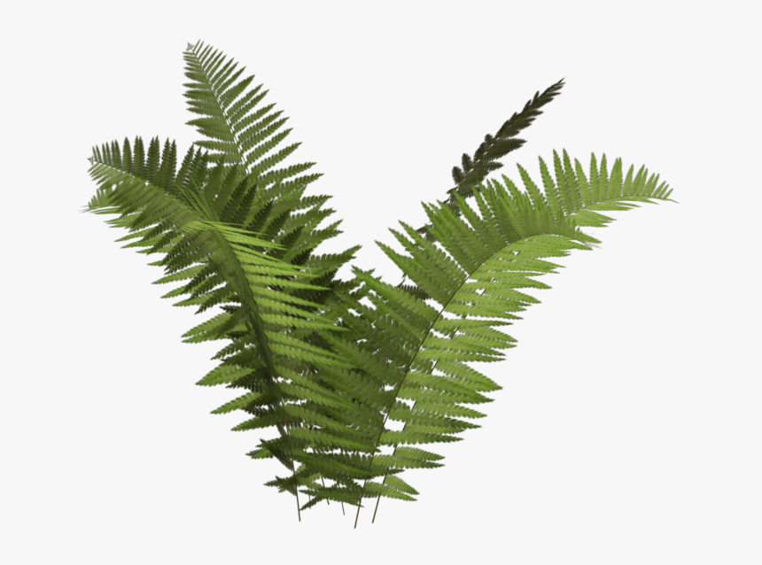 Transparent Ecology Clipart - Transparent Background Fern Png, Png Download