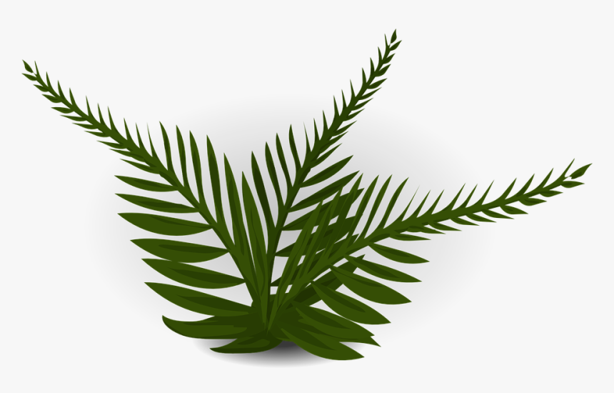 Fern - Rainforest Plants With No Background, HD Png Download