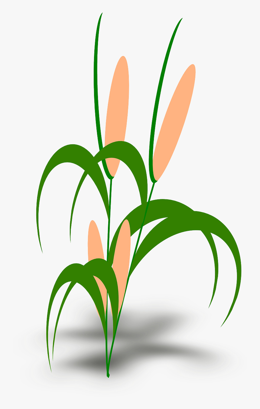 Clip Art Tumbuhan, HD Png Download