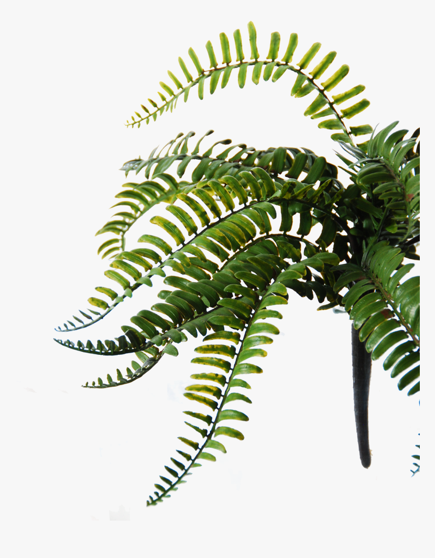 Flowerdutchess Royal Fern - Ostrich Fern, HD Png Download