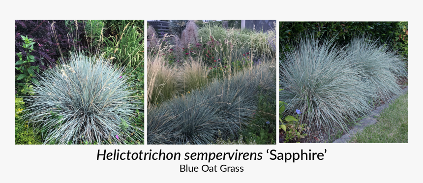 Grass, HD Png Download