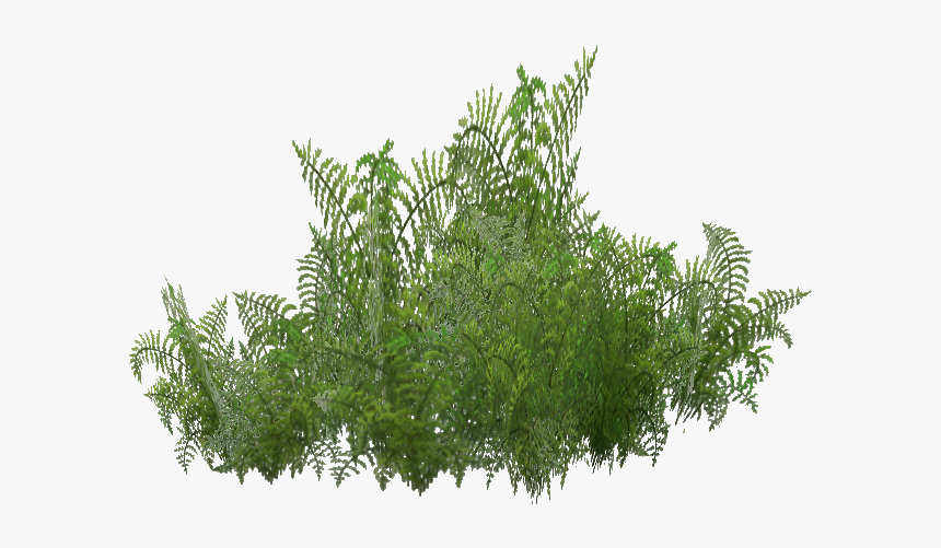 Fern Zt2, HD Png Download