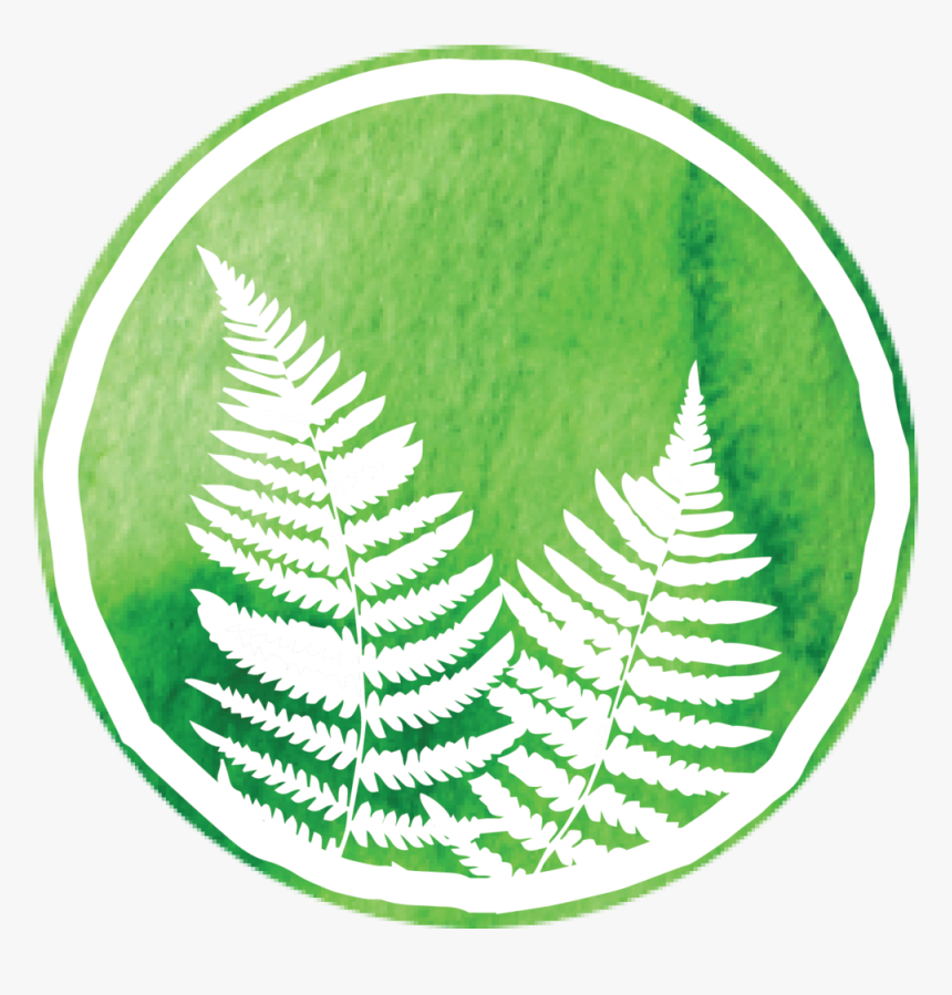 Transparent Ferns Png - Ostrich Fern, Png Download