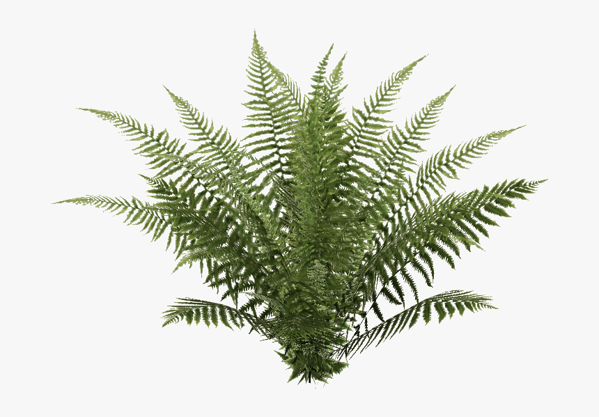 Oblivion Fern - Ostrich Fern, HD Png Download