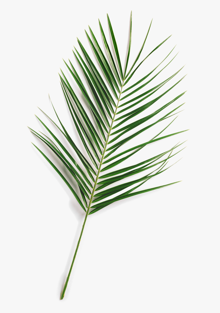 Updated Leaffff Fern - Pond Pine, HD Png Download