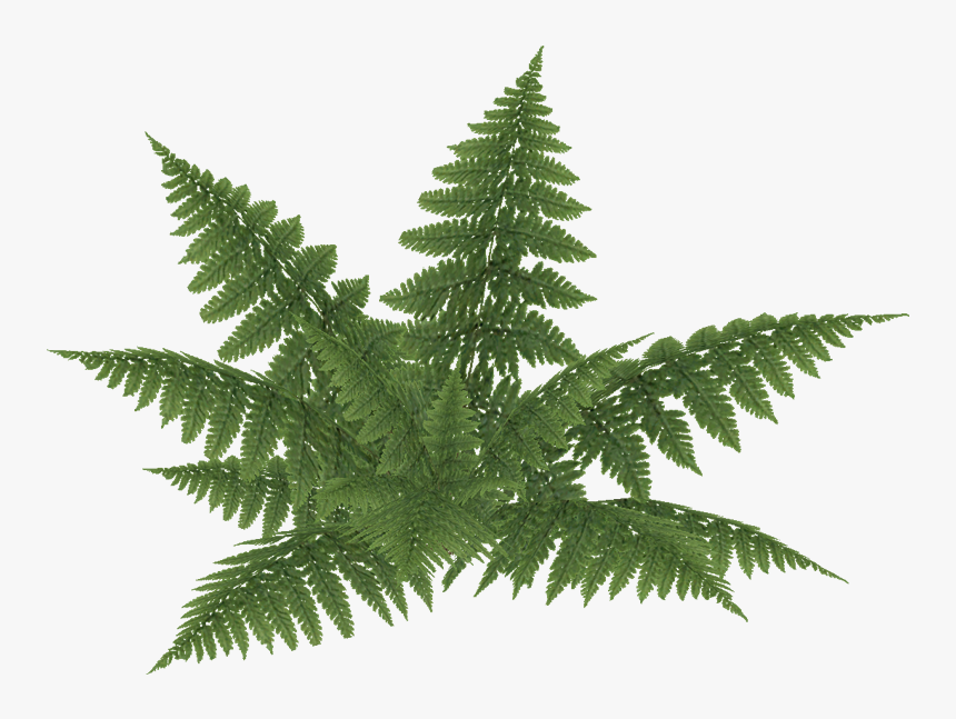 E-2 - Bracken Fern Png, Transparent Png