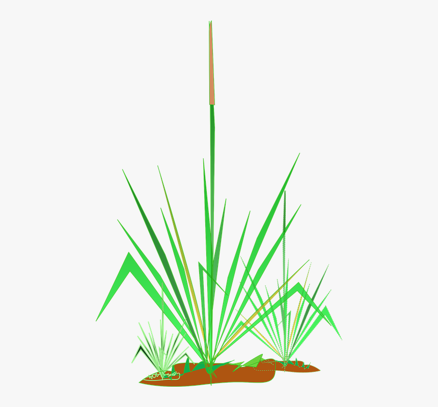 Transparent Pond Clipart - Λιμνη Με Νουφαρα Clipart Png, Png Download