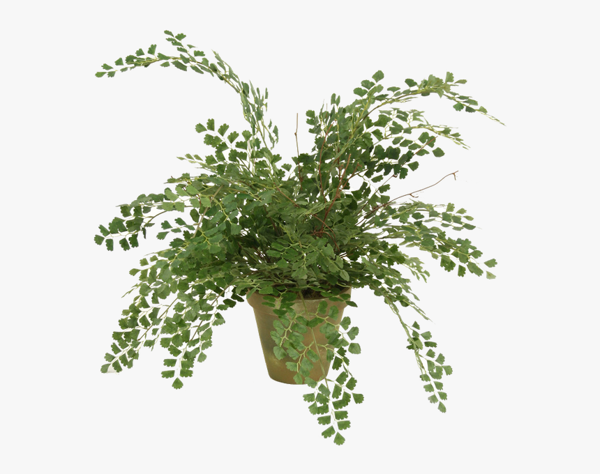 Foliage Plant Png Maidenhair Fern, Transparent Png