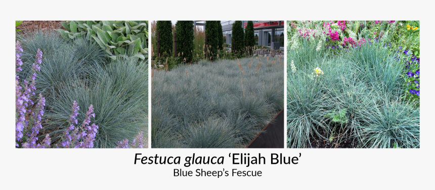 Festuca Glauca Elijah Blue Plugs, HD Png Download