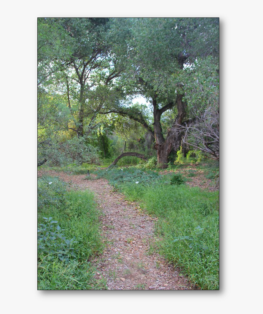 Grove, HD Png Download