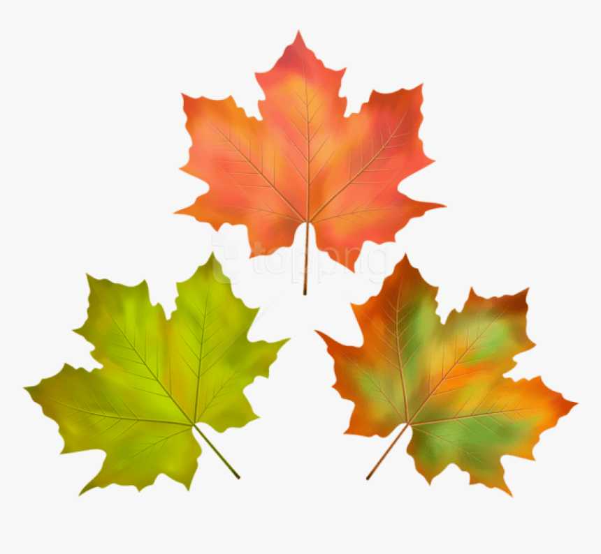 Free Png Download Fall Leaves Set Clipart Png Photo - Leaf, Transparent Png