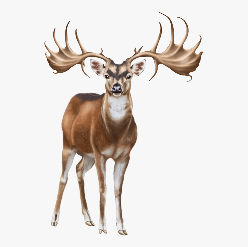 Deer Png Clip Art - Clip Art, Transparent Png