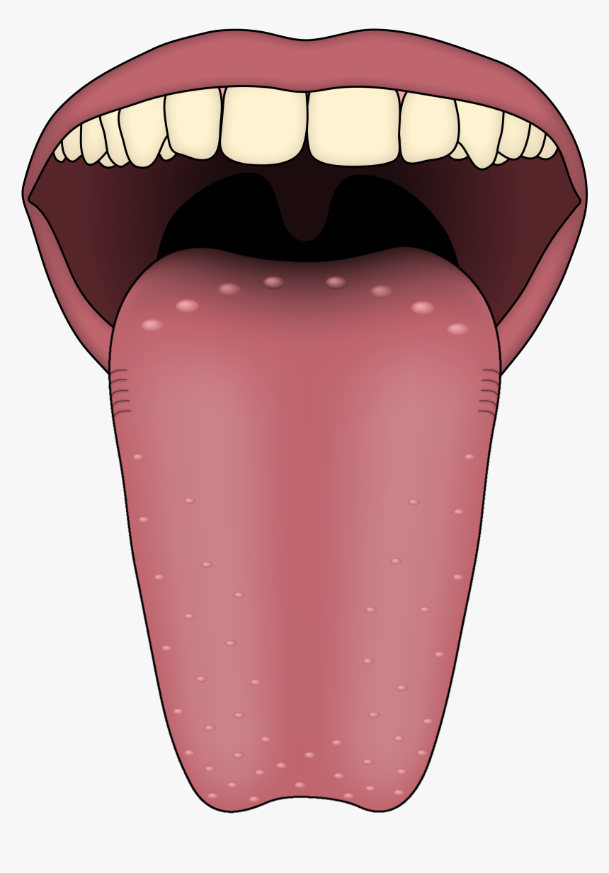 Five Sense Organs Tongue, HD Png Download , Transparent Png Image PNGitem