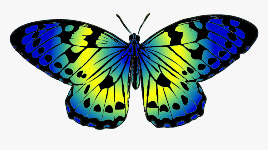 Blue And Yellow Butterfly Clip Art - Plain Tiger Butterfly Drawing, HD Png Download