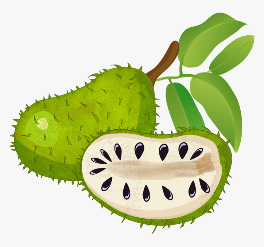 Clipartlord Com Exclusive Soursop Is A Tropical Fruit - Soursop Clipart, HD Png Download