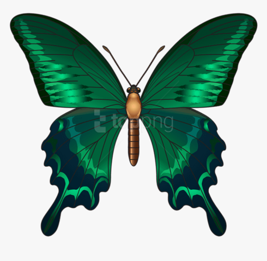 Download Clipart Photo Toppng - Green Butterfly Png, Transparent Png