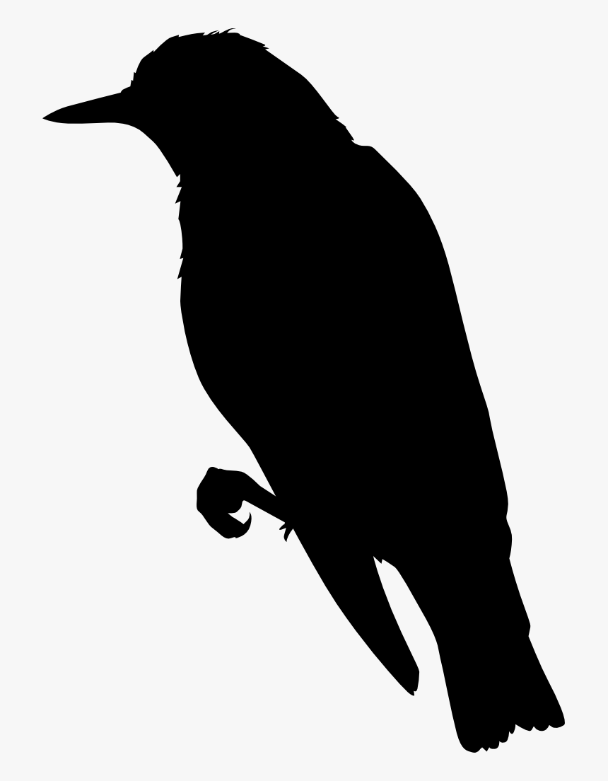 Transparent Miss Monochrome Png - Perching Bird, Png Download