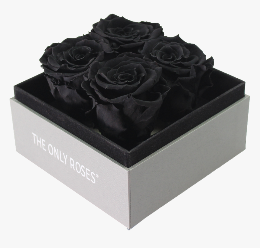Rose, HD Png Download