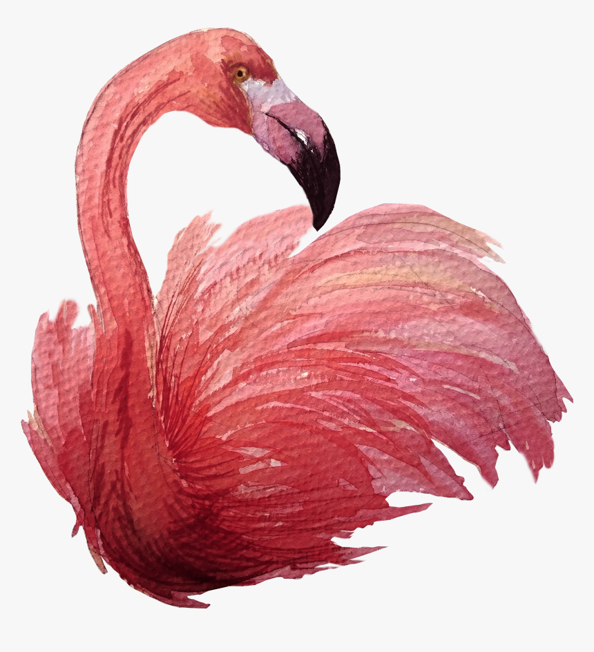 Greater Flamingo, HD Png Download