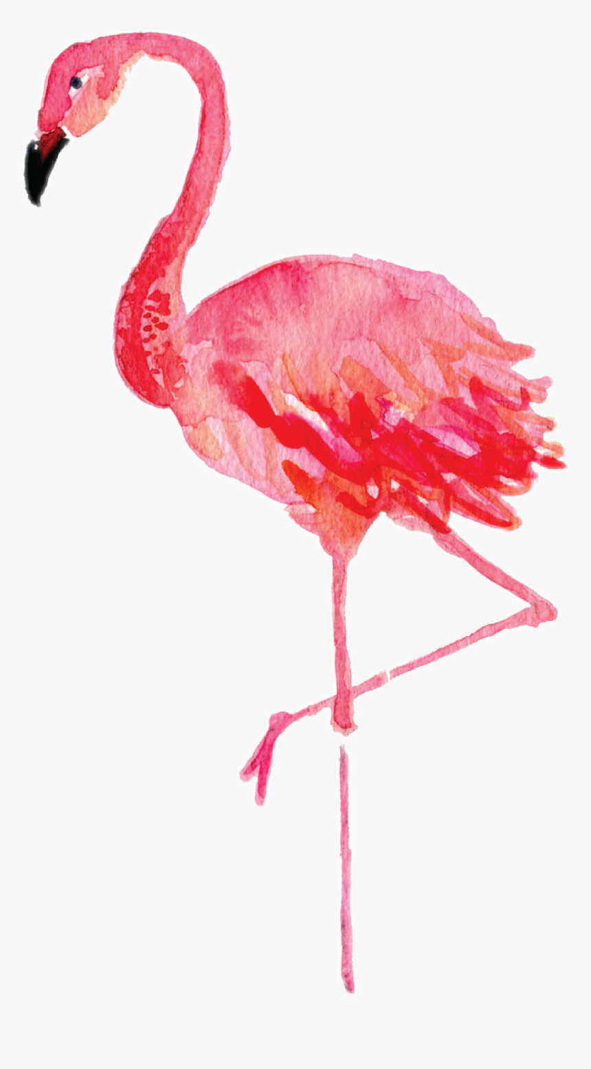#flamingo
i Really Enjoy His New Feature Lmao - Watercolor Flamingo Clipart, HD Png Download
