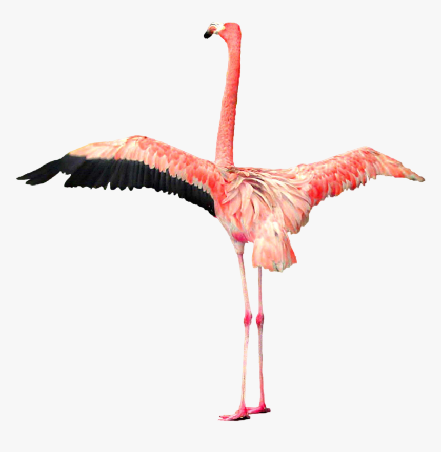 Portable Network Graphics, HD Png Download