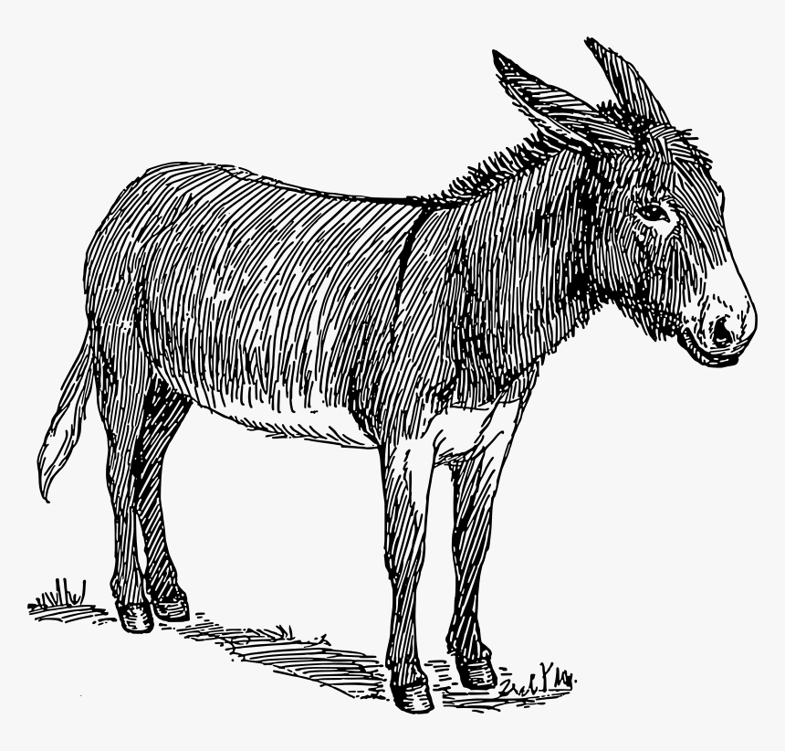 Black And White Image Of Donkey, HD Png Download