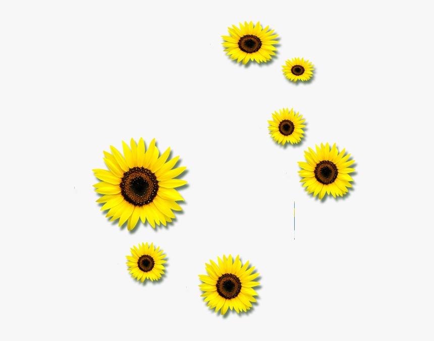 Common Sunflower Euclidean Vector Clip Art - Sunflower, HD Png Download