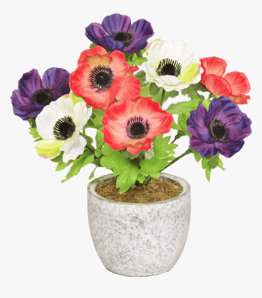 Colourful Anemones In A Pot - Portable Network Graphics, HD Png Download