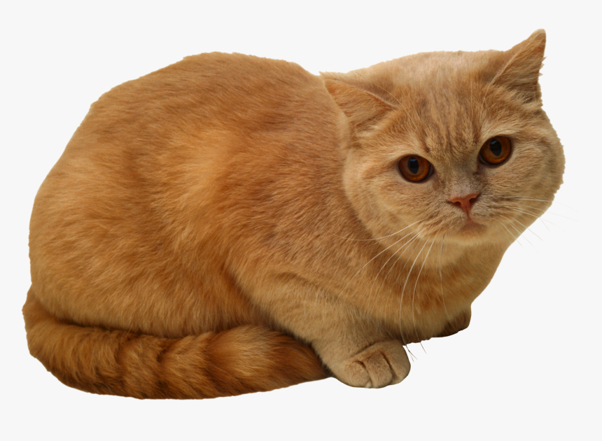 Sitting Cat Png Png Image - Sitting Cat Png, Transparent Png