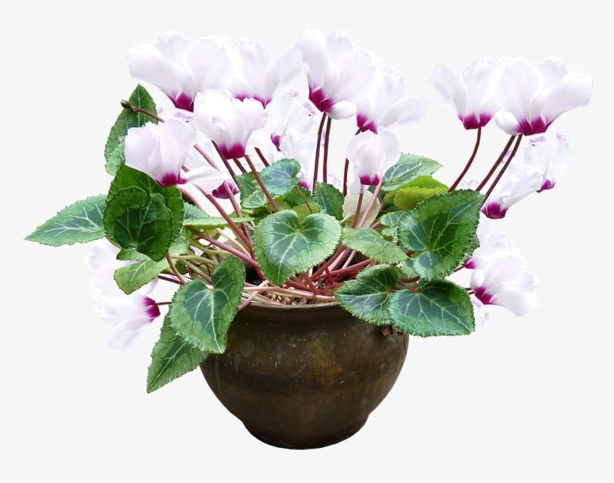 Cyclamen, White, Pot, Plant - Flower Pot Without Background, HD Png Download
