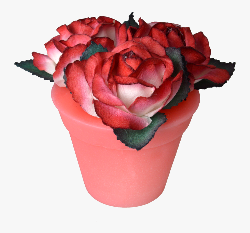 Strawberry - Garden Roses, HD Png Download