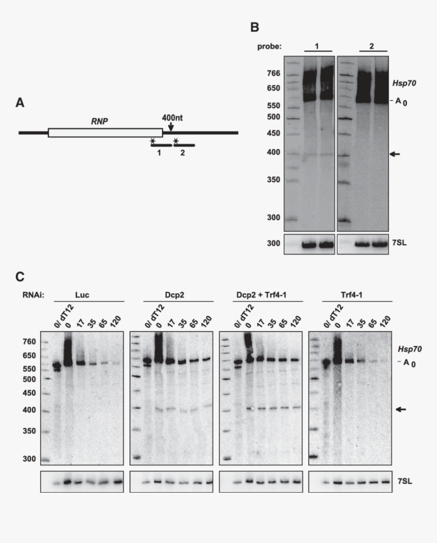 An Intermediate Of 3 ′ Decay Accumulates Upon Knockdown, HD Png Download