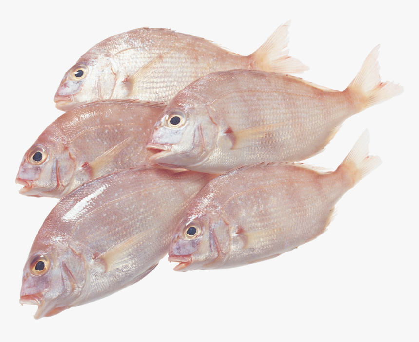 Машинка За Пелети За Риболов, HD Png Download