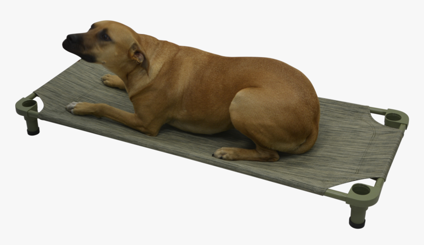 Mahar Pet Cot 
 Class - Companion Dog, HD Png Download