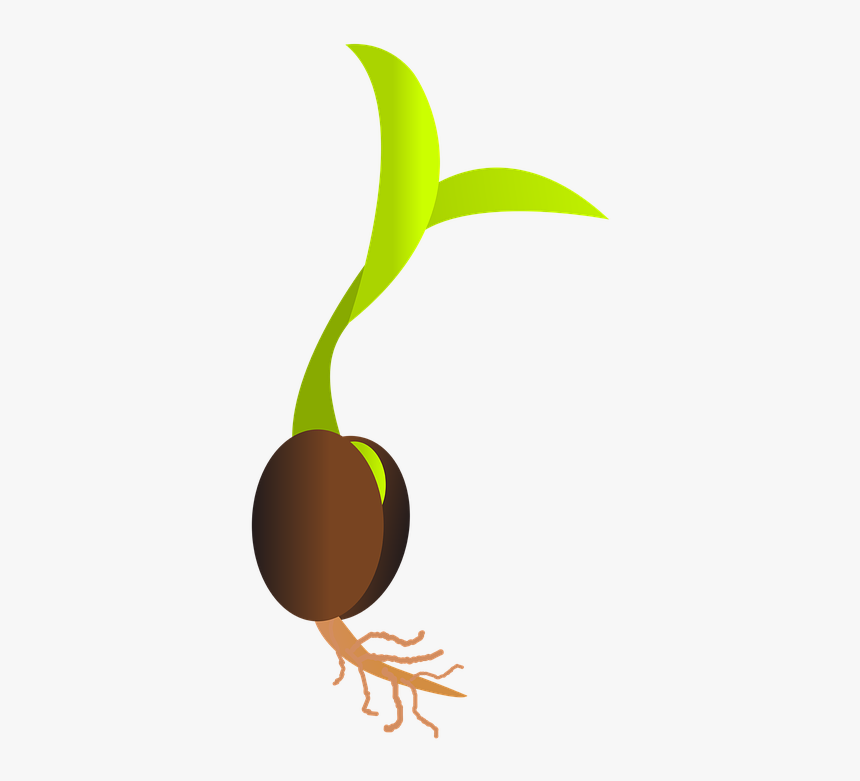 Seed Library Services Grimsby - Seed Clipart, HD Png Download