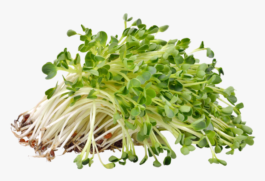 Alfalfa Png, Transparent Png