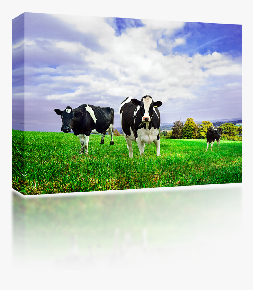 Friesian Holstein Dairy Cows - New Zealand Milk Cow, HD Png Download