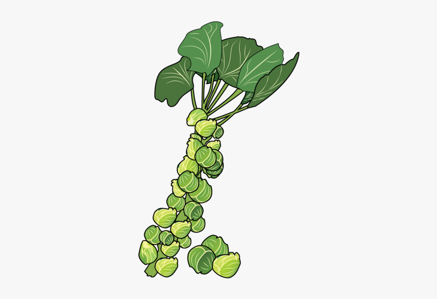 Brussels Sprouts Clipart, HD Png Download